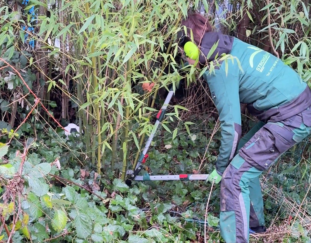 Pflanzenschnitt und Gartenpflege in Stuttgart durch STROHGÄU GaLaBau