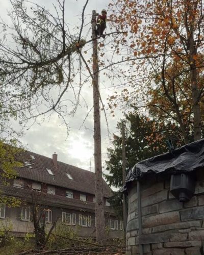 Krone absägen mit SKT