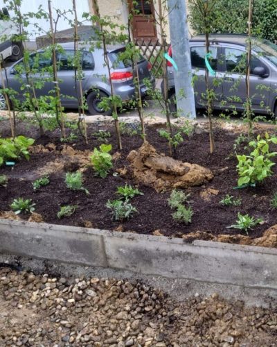 Mitarbeiter bepflanzt ein Vorgartenbeet mit jungen Heckenpflanzen, Stauden und dunklem Rindenmulch.